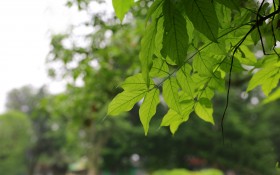 贵州省贵阳市花溪公园风景图片