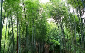 贵州赤水竹海国家森林公园风景桌面壁纸