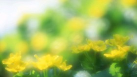 柔焦摄影田园野花桌面壁纸[1920x1080]