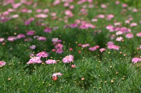 玛格丽特花卉桌面壁纸