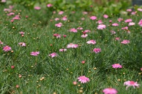 玛格丽特花卉桌面壁纸