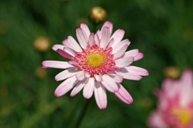 玛格丽特花卉桌面壁纸