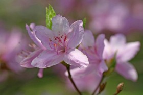 满山红花卉桌面壁纸