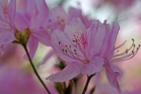 满山红花卉桌面壁纸