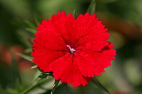 石竹花卉桌面壁纸