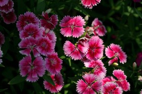 石竹花卉桌面壁纸