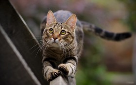 虎斑猫动物桌面壁纸