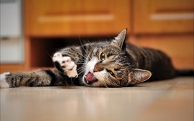 虎斑猫动物桌面壁纸