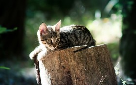 虎斑猫动物桌面壁纸