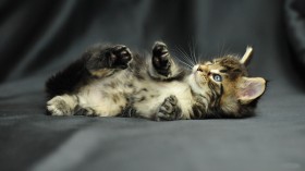 虎斑猫动物桌面壁纸