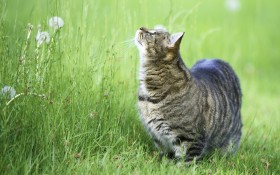虎斑猫动物桌面壁纸