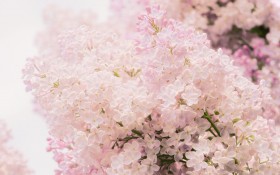 丁香花花卉桌面壁纸