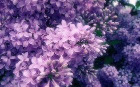 丁香花花卉桌面壁纸