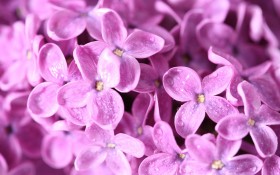 丁香花花卉桌面壁纸