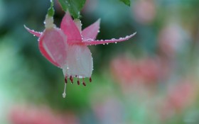 倒挂金钟花卉桌面壁纸