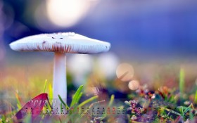 2012年11月月历桌面壁纸