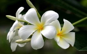 鸡蛋花花卉桌面壁纸
