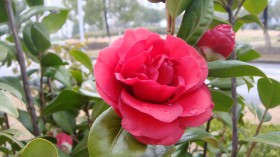山茶花花卉桌面壁纸