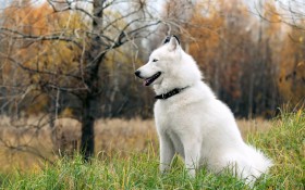 阿拉斯加雪橇犬桌面壁纸