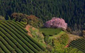 世外茶园优美风景桌面壁纸