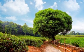 世外茶园优美风景桌面壁纸