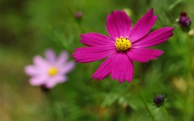 格桑花花卉桌面壁纸