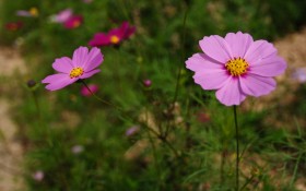 格桑花花卉桌面壁纸