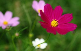 格桑花花卉桌面壁纸