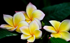 鸡蛋花花卉桌面壁纸