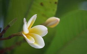 鸡蛋花花卉桌面壁纸