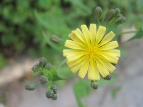 苦菜花花卉桌面壁纸