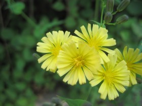 苦菜花花卉桌面壁纸