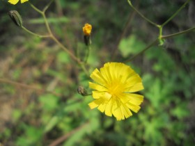 苦菜花花卉桌面壁纸