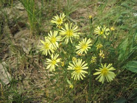苦菜花花卉桌面壁纸