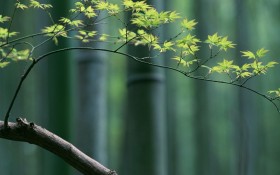 嫩绿的枫叶桌面壁纸