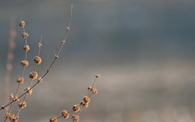 ubuntu桌面壁纸