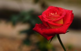 多彩唯美的露珠月季花花卉桌面壁纸