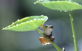 夏天的青蛙桌面壁纸