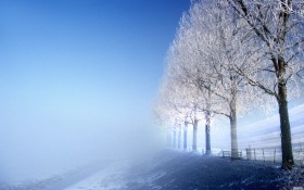 玉树琼枝雪景桌面壁纸