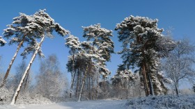 玉树琼枝雪景桌面壁纸