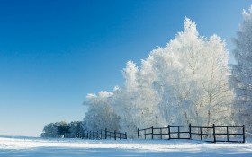 玉树琼枝雪景桌面壁纸