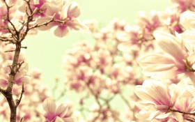 清新典雅玉兰花花卉桌面壁纸