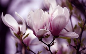 清新典雅玉兰花花卉桌面壁纸