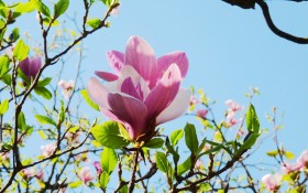 清新典雅玉兰花花卉桌面壁纸