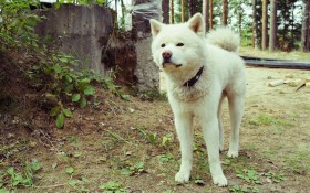 秋田犬狗狗桌面壁纸