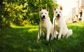 秋田犬狗狗桌面壁纸