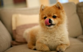 秋田犬狗狗桌面壁纸