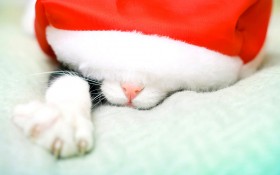 小猫也要过圣诞桌面壁纸