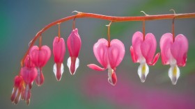 出血心花花卉桌面壁纸
