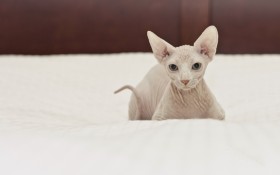 加拿大无毛猫桌面壁纸